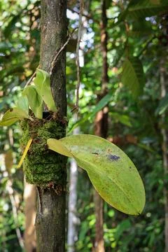 Bulbophyllum macranthum Stock Photos