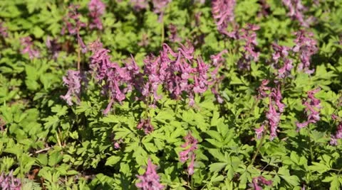 Bulbous corydalis (Corydalis cava) Stock Footage 13977564