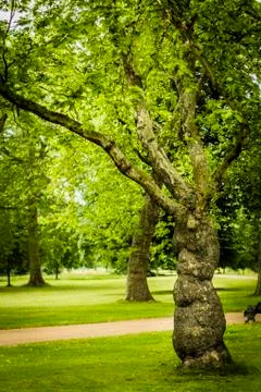 A bulbous tree Stock Photos