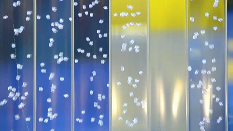 Bulbs container with blue, yellow foreground, water diversity, Video stock 89852570