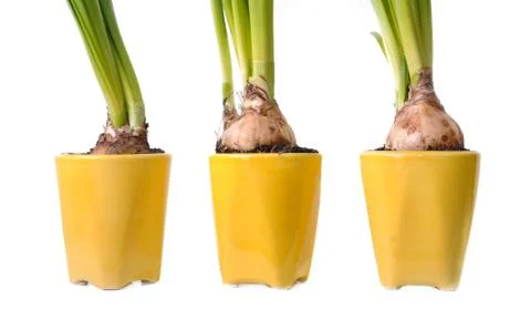 Bulbs of daffodils in pots Stock Photos