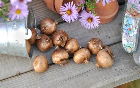 Bulbs on a garden  table Stock Photos