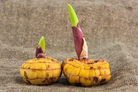 Bulbs of gladiolus Stock Photos