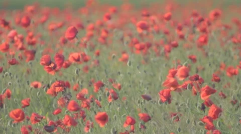 Bulbs of opened red poppies swaying on the wind Stock-Footage 7769145