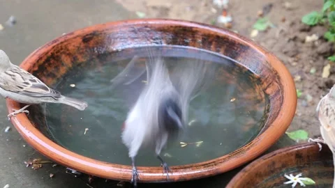 Bulbul bathing1 Stock Footage 276978986