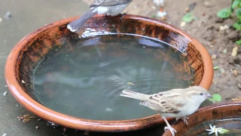 Bulbul bathing2 Stock Footage 276978891