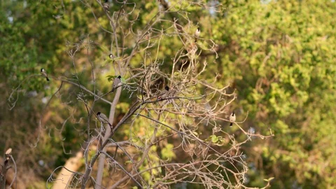 BULBUL BIRD ON DRY TREE Video stock 122666363