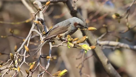 Bulbul bird Stock Footage 235901255