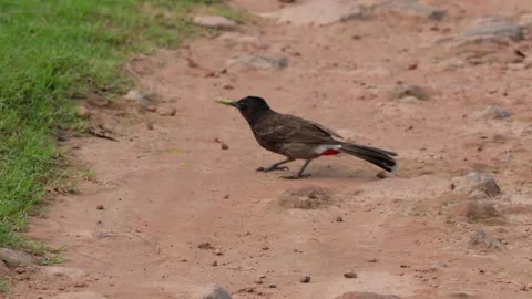 Bulbul Bird 스톡 동영상 340748183