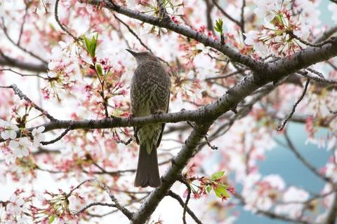 Bulbul bird Stock Photos