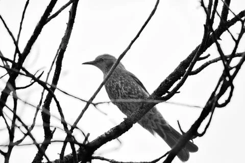 Bulbul Bird Stock Photos