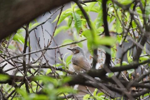 Bulbul Bird Stock Photos