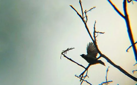A Bulbul bird 写真素材