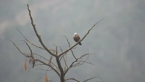 A bulbul bird of white head and grey body Stock Footage 273493643