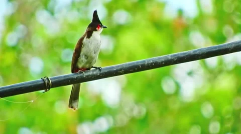 Bulbul  calling Stock Footage 64919387