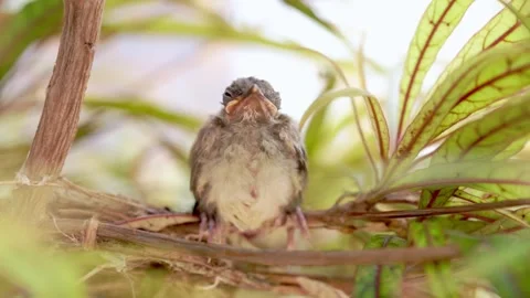 Bulbul chick in nest: Natural light. Stock Footage 334846131