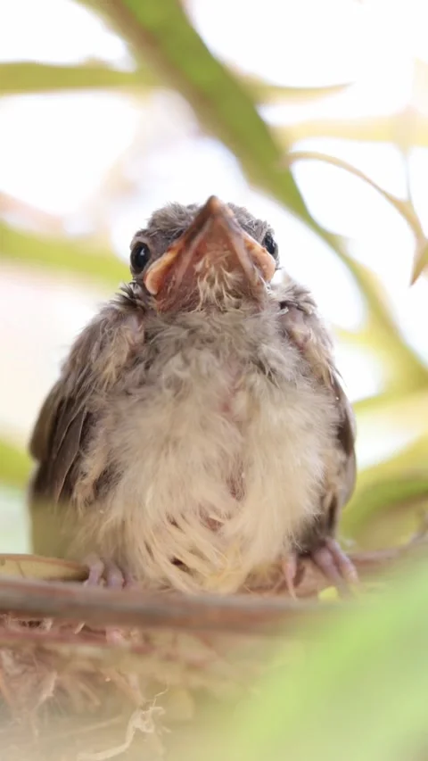 Bulbul chick in nest: Natural light. Stock Footage 334846137