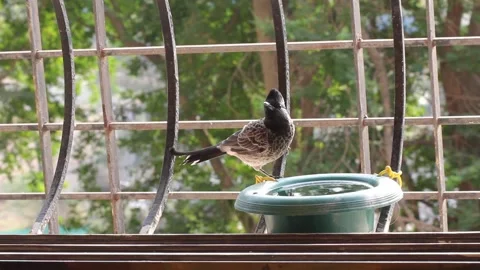 Bulbul drinking water Stock Footage 155472661