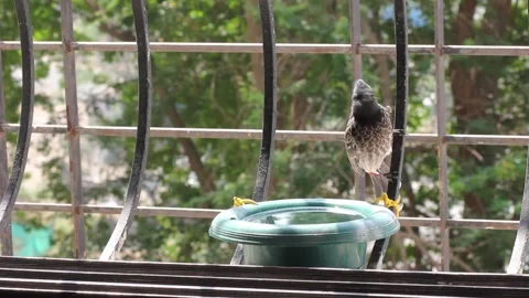 Bulbul drinking water Stock Footage 155472668