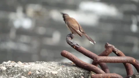 A bulbul Stock Footage 155730327