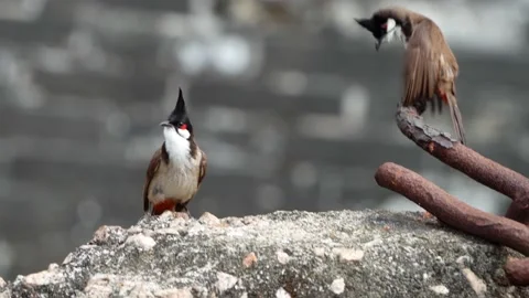 A bulbul Stock Footage 155730412