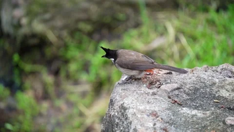 A bulbul Stock Footage 155731029