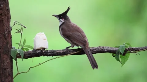 Bulbul Stock Footage 278849636
