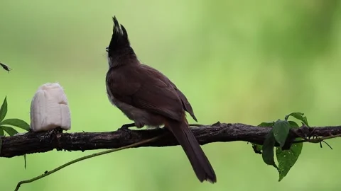 Bulbul Stock Footage 278849646