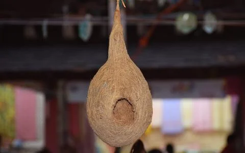 Bulbul nest Stock Photos