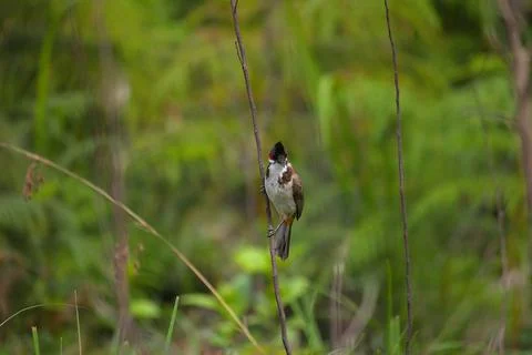 Bulbul perched on a twig Stock Photos