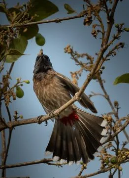 Bulbul Foto stock