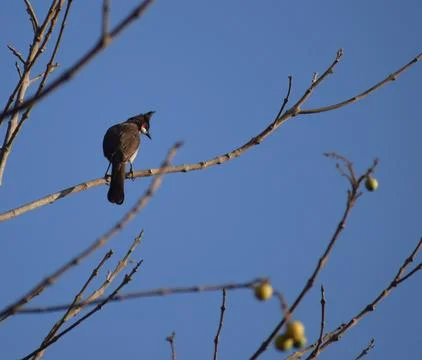 Bulbul Stock Photos