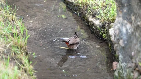 A Bulbul playing water in a stream Stock Footage 155750532