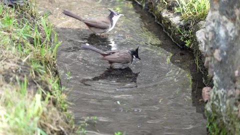 A Bulbul playing water in a stream Stock Footage 155750724