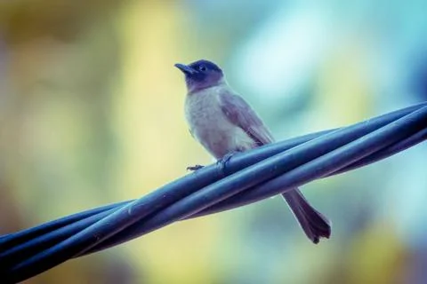 Bulbul sitting on wire Stock Photos