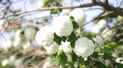 Buldonezh flower Stock Footage 40493874