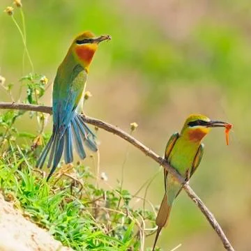 Bule-tailed bee-eater Stock Photos