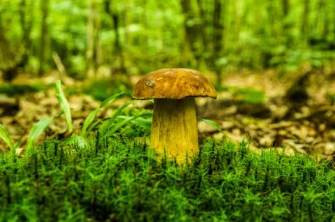 Buletus Stock Photos