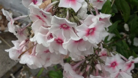 BULGARIA FLOWERS Stock Footage 128711174