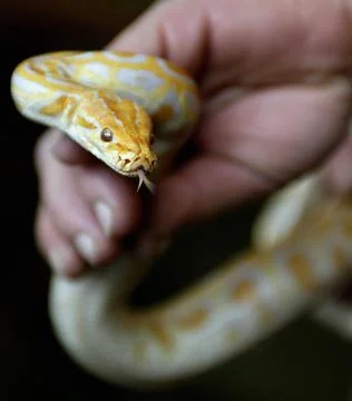 Bulgaria Python - Jan 2004 Foto stock