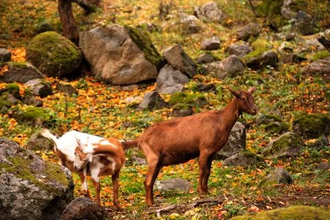 Bulgarian forest 스톡 사진