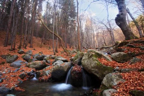 Bulgarian forest stream 스톡 사진
