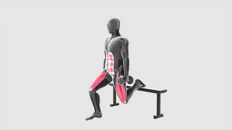 Bulgarian Split Squat Dumbbell 스톡 동영상 155482903