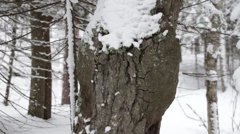Bulge in tree Stock Footage 34428213