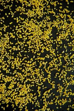 Bulgur, cereals pattern on a black background Stock Photos