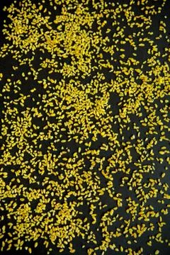 Bulgur, cereals pattern on a black background Stock Photos