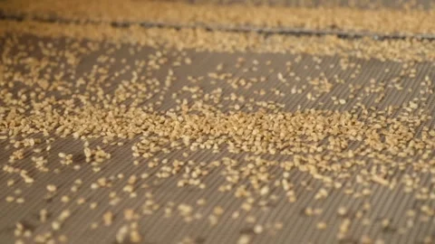 Bulgur is sifted by machine according to it's size 3 Stock Footage 294037066
