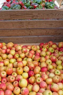 Bulk Apples 写真素材