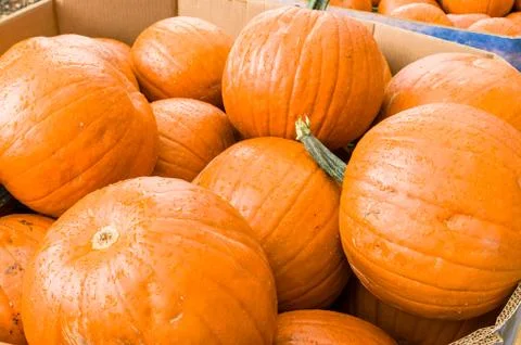 Bulk bin of pumpkins at the market Stock Photos