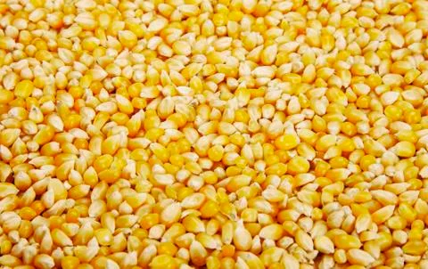Bulk of corn grains Stock Photos